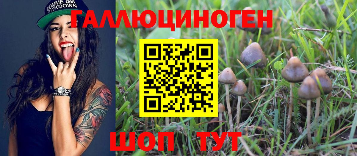 Псилоцибиновые грибы Psilocybe Большой Камень