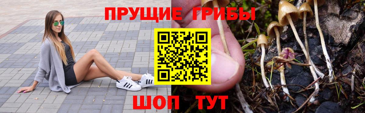 Галлюциногенные грибы Psilocybe  Вход с VPN  Большой Камень 